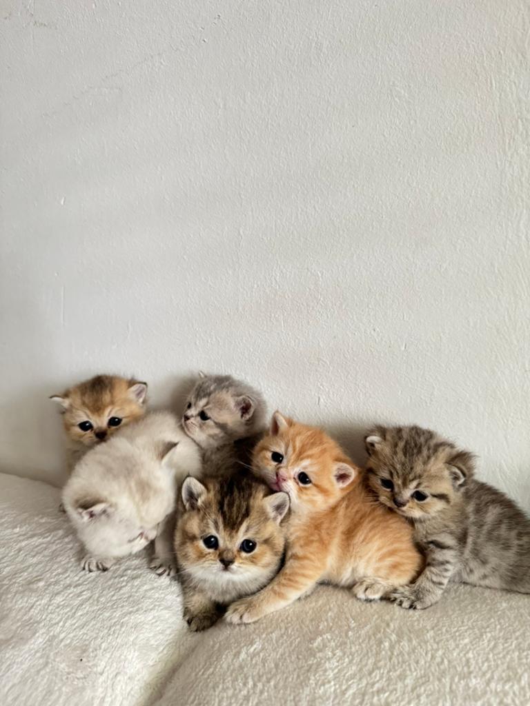 Britse korthaar kittens raszuiver, Meerdere dieren, Gechipt, 0 tot 2 jaar
