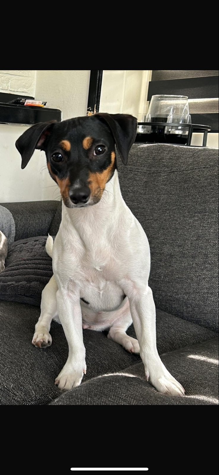 Mooie Jackrussel, Dieren en Toebehoren, Honden | Jack Russells en Terriërs, Jack Russell Terriër, Teef, Parvo, Eén hond
