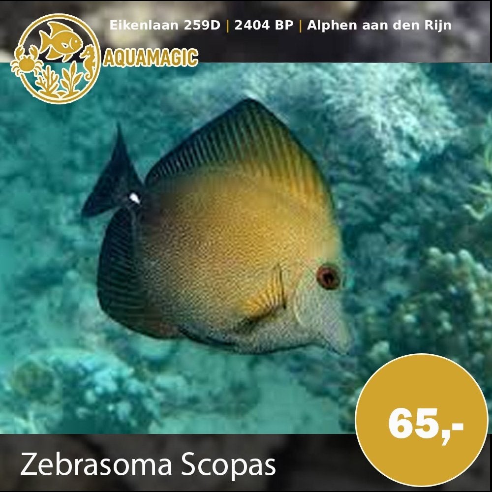 zebrasoma scopas, Vis, Zoutwatervis