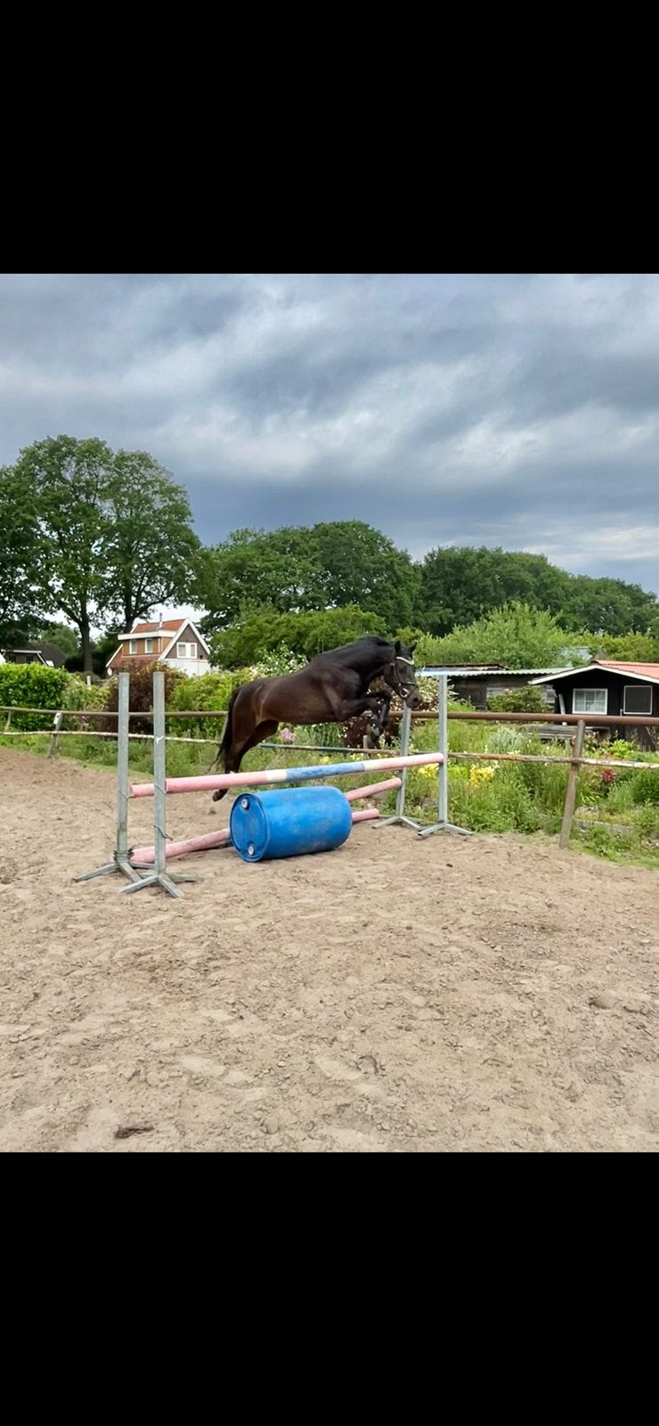 Welsh d pony, Hengst