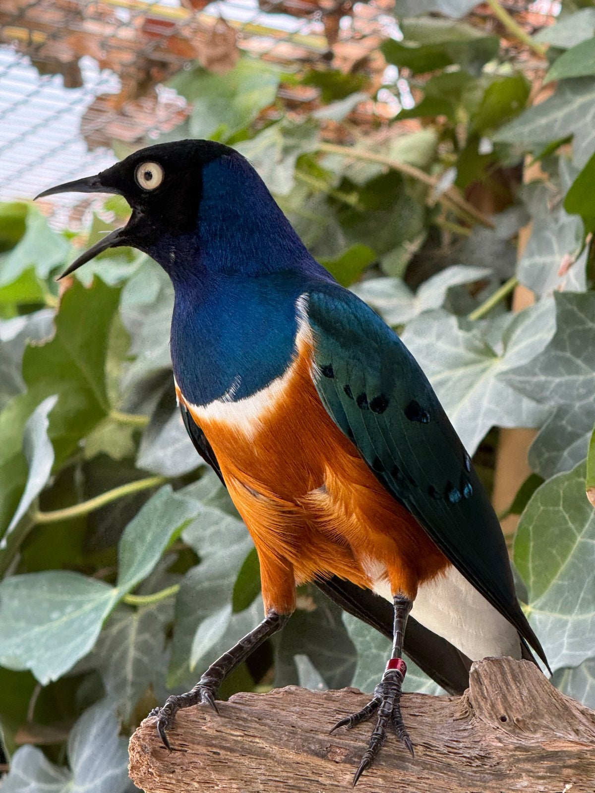 Mooi koppel 3 kleur glans  spreeuwen, Dieren en Toebehoren, Meerdere dieren, Tropenvogel, Geringd