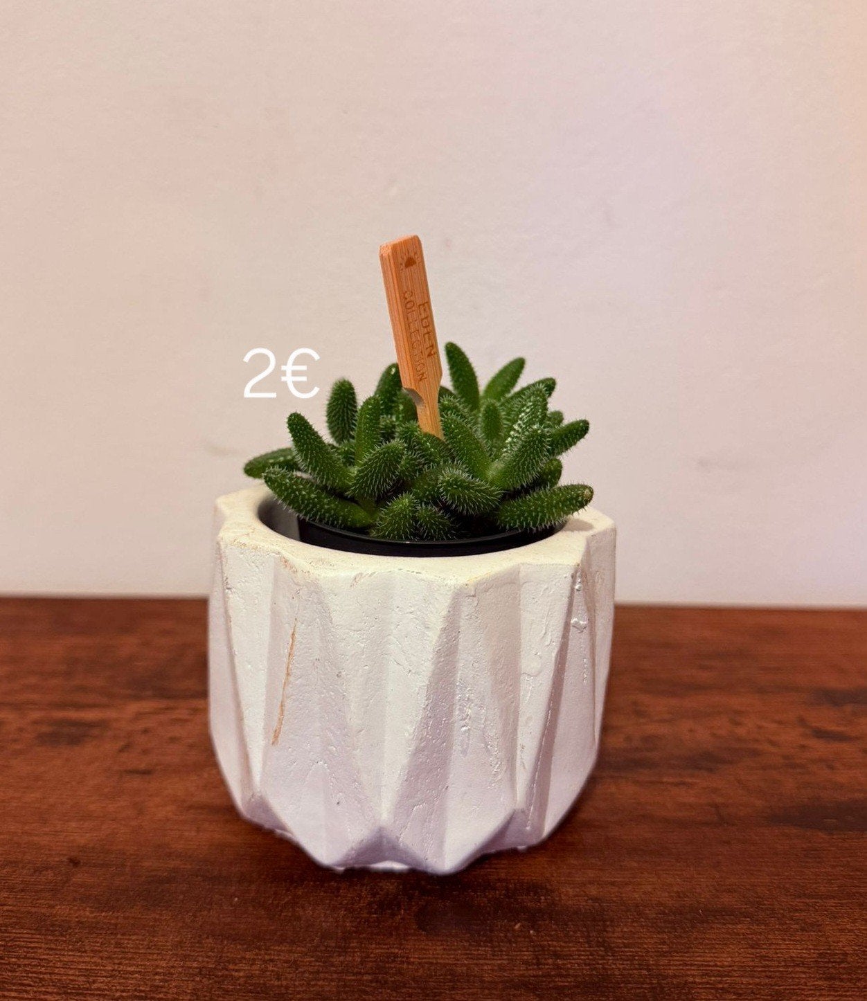 Kleine vetplant in pot, Ophalen