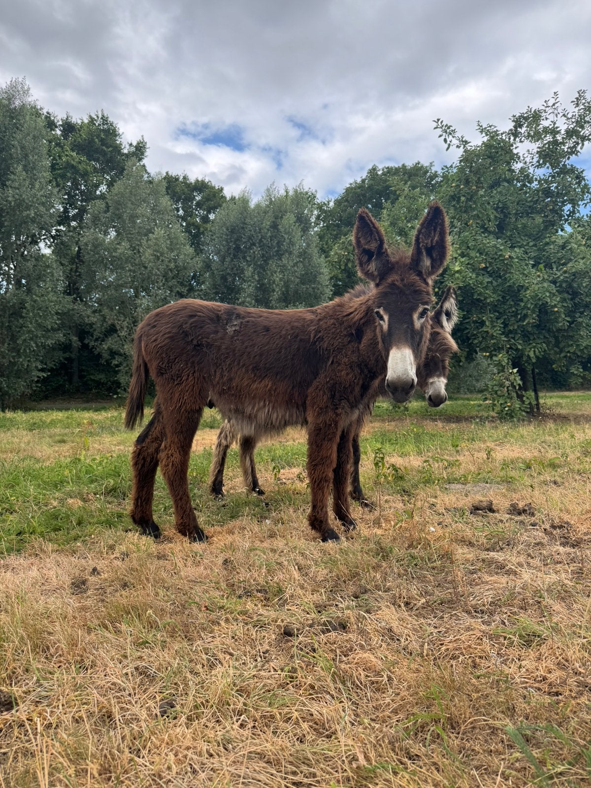 lieve poitou kruising ezel hengst, Dieren en Toebehoren, Overige Dieren, Juli, Mannelijk