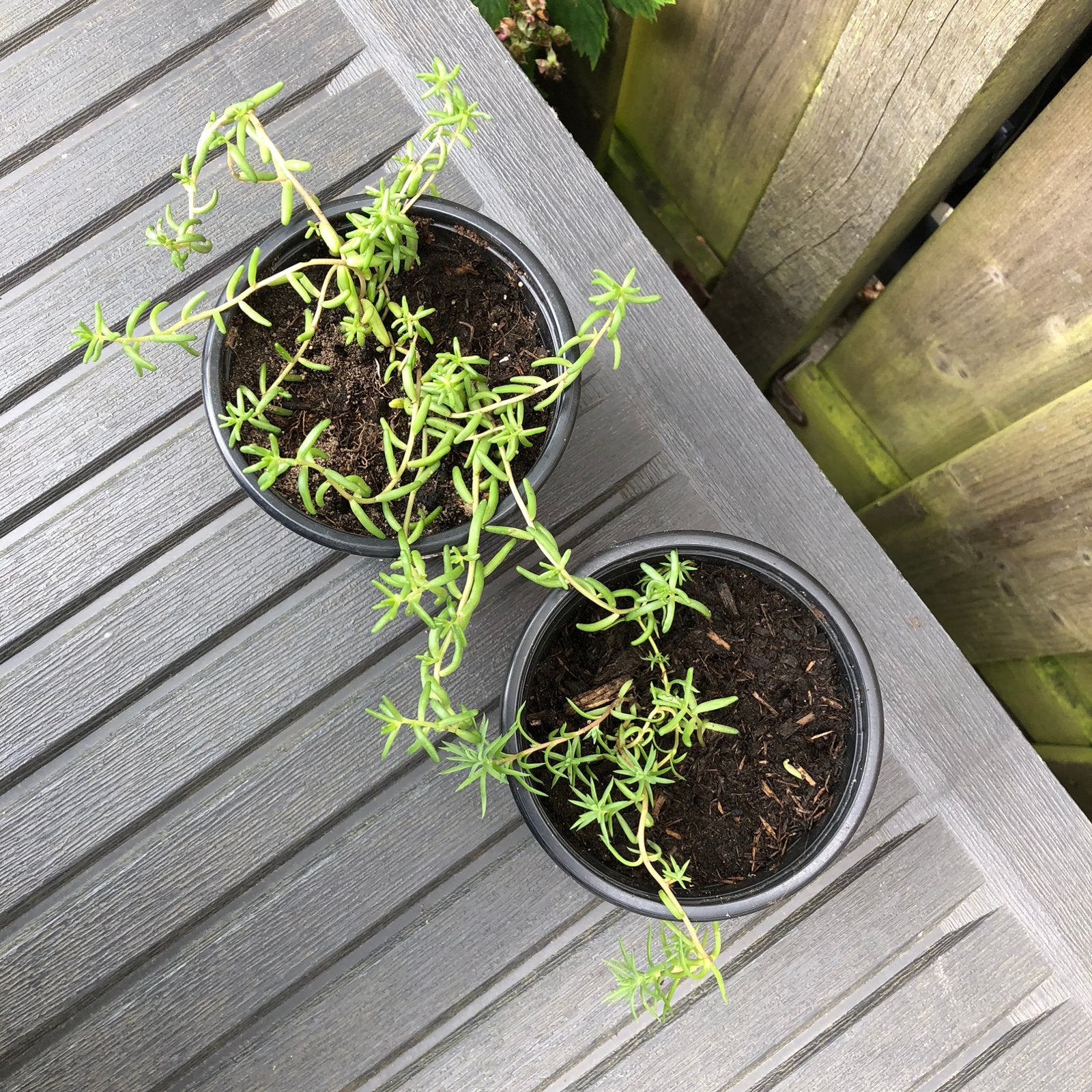 Sedum plantjes, Ophalen, Bodembedekkers, Volle zon