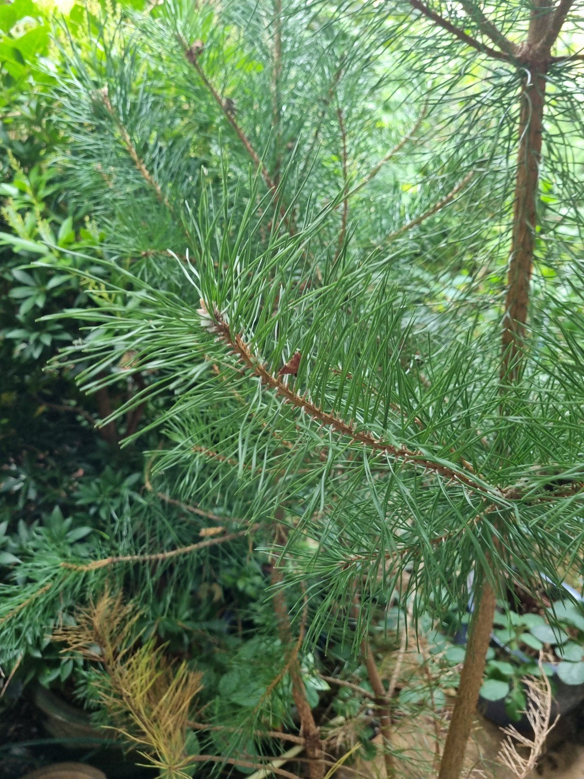 Zwarte dennenboom - Pinus nigra, Tuin en Terras, Bloeit niet, Overige soorten, 250 tot 400 cm, Ophalen