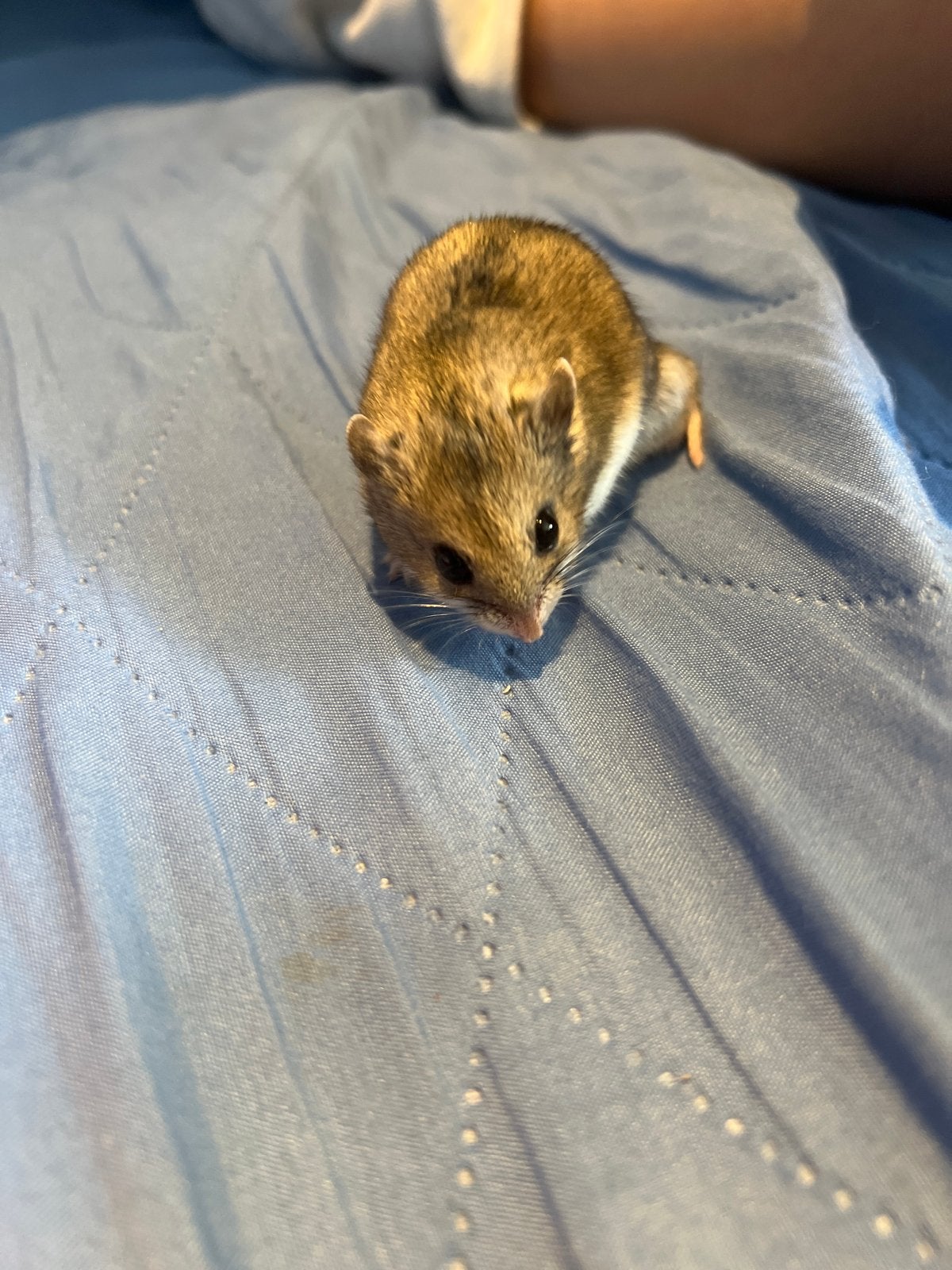Hamster, Dieren en Toebehoren, Knaagdieren, Hamster, Juni, Vrouwelijk, Tam