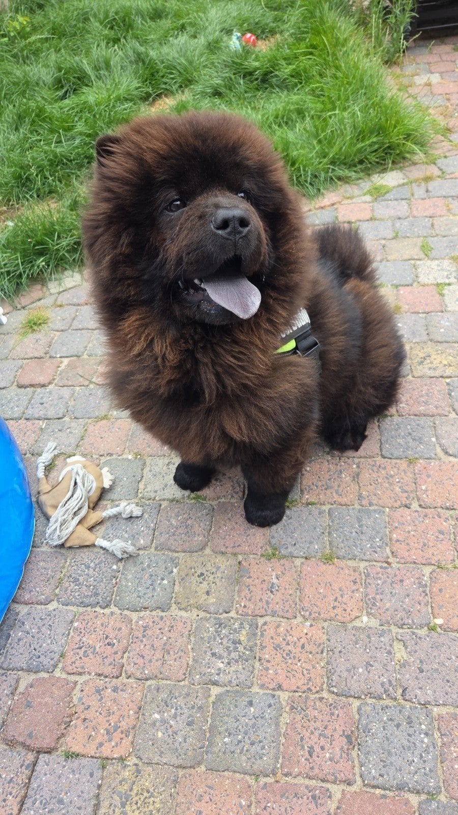 Chow chow reu met FCI stamboom, 15 weken tot 1 jaar, Parvo, Eén hond, Nederland