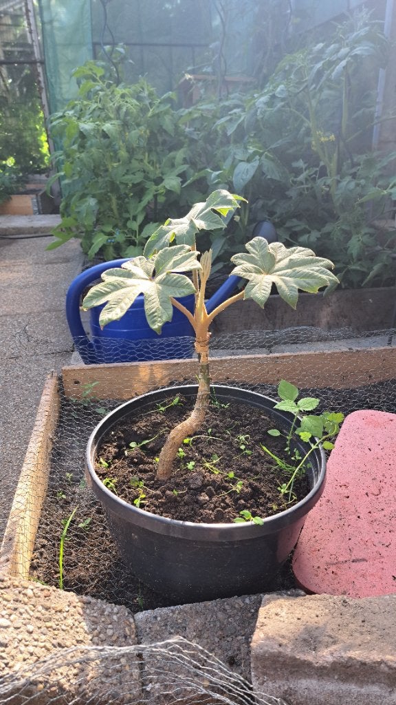 Tetrapanax papyrifer - rijstpapier planten, Volle zon, Vaste plant, Zomer, Ophalen