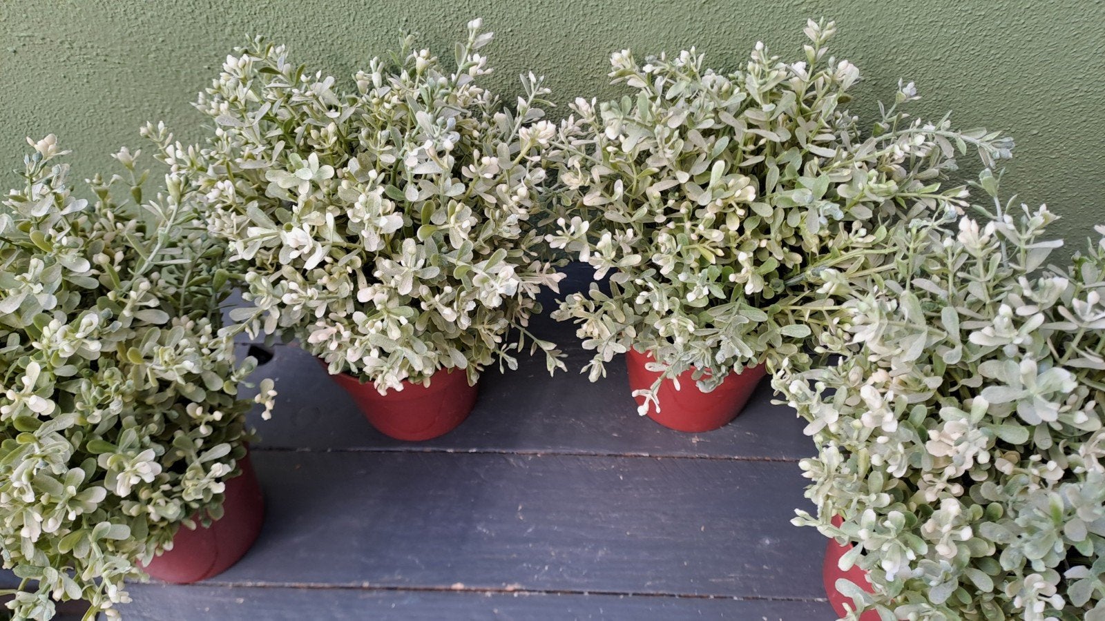 Set van 4 kunstplantjes in pot - Groen/Wit, Binnen, Met pot of vaas, Kunstplant, Onbekend