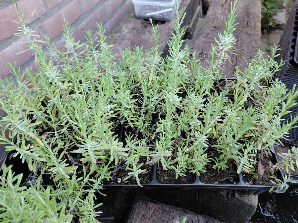 Diverse kruiden en fruitplanten te koop!, Ophalen