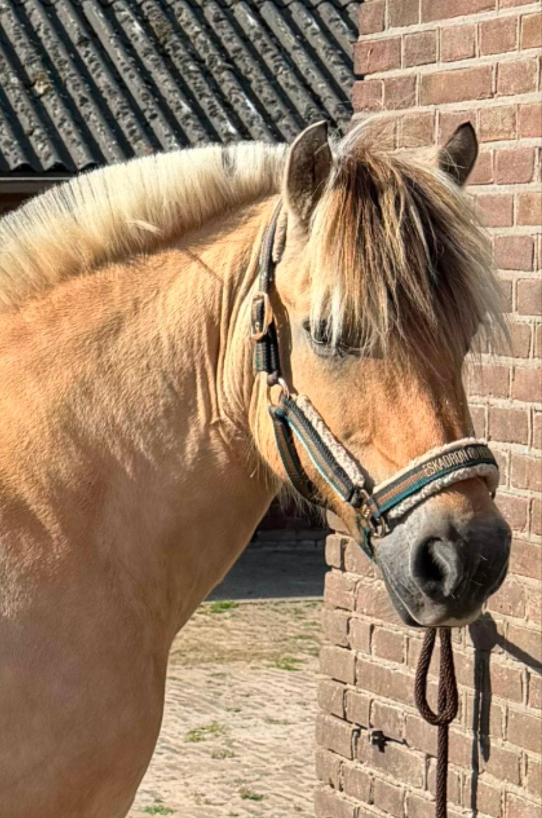 Bijrijder 18+ in Leusden gezocht, Ruiter of Bijrijder