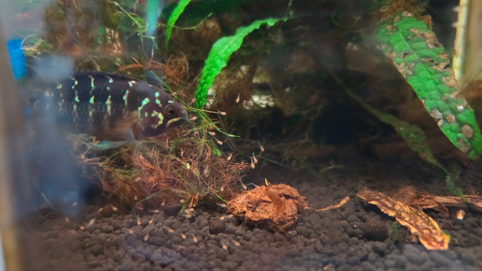 Ivanacara bimaculata nakweek zeldzaam cichliden vissen aqua, Dieren en Toebehoren, Vissen | Aquariumvissen, Vis, Zoetwatervis