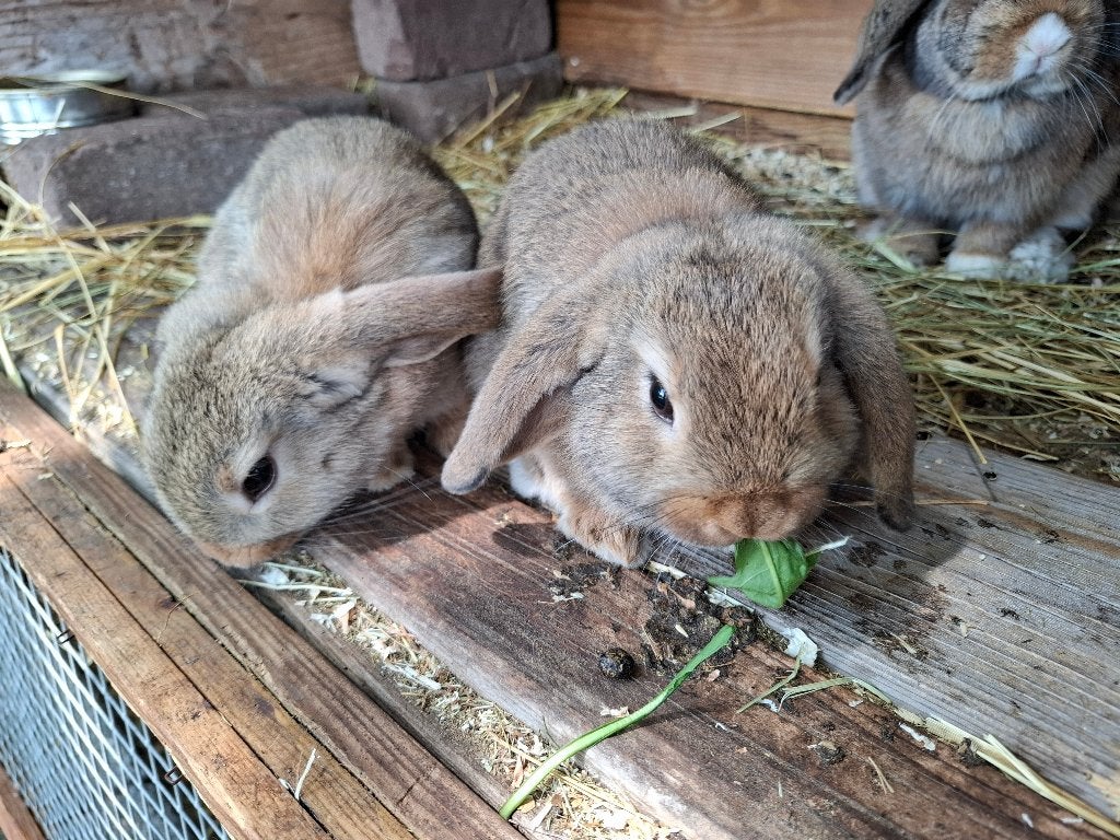 Hangoor konijntjes, Dieren en Toebehoren, Konijnen, Geslacht onbekend, Klein, Hangoor, 0 tot 2 jaar