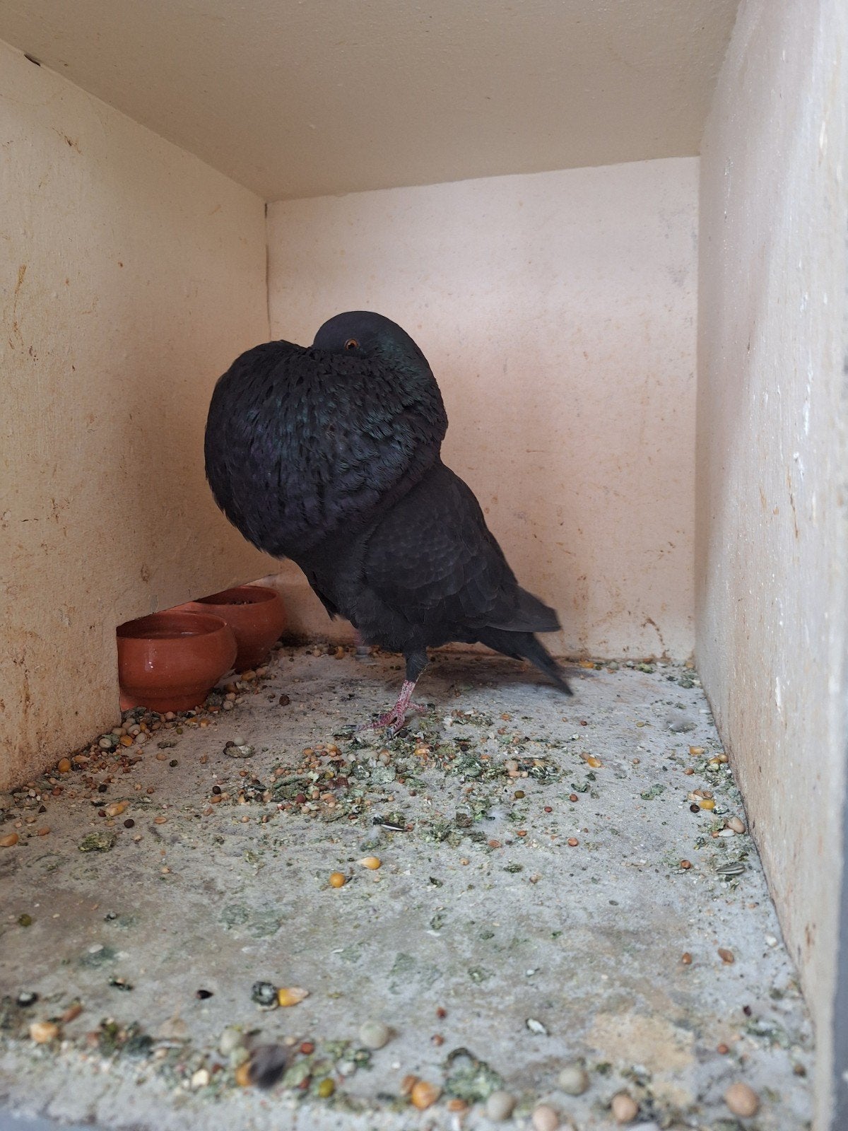 Kropper, Dieren en Toebehoren, Vogels | Duiven