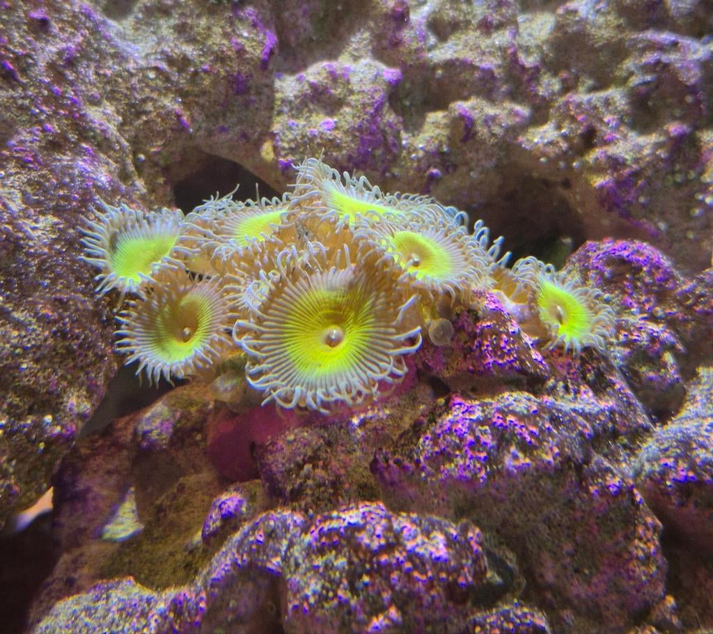 Zoanthus stekjes, Dieren en Toebehoren