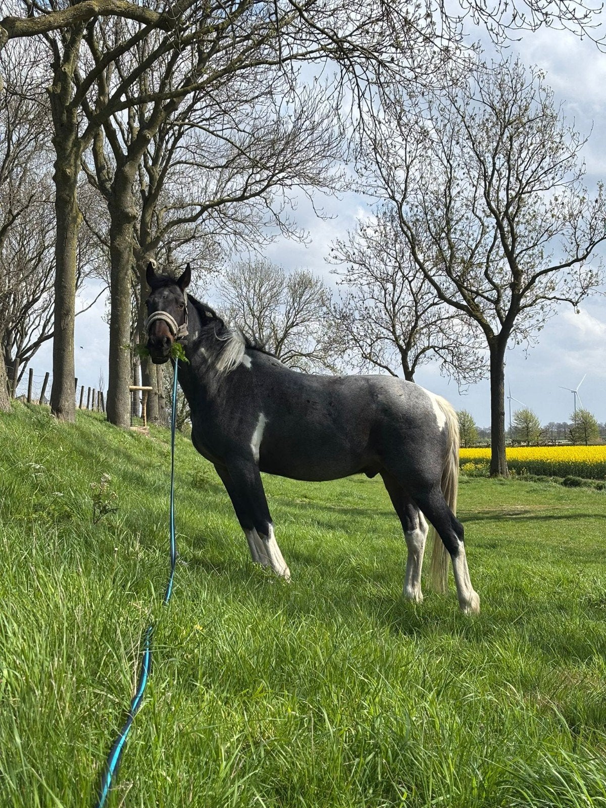 13 jarige ruin recreatie/weidepaard te koop, Dieren en Toebehoren, Gechipt, Ruin, Zadelmak, 160 tot 165 cm