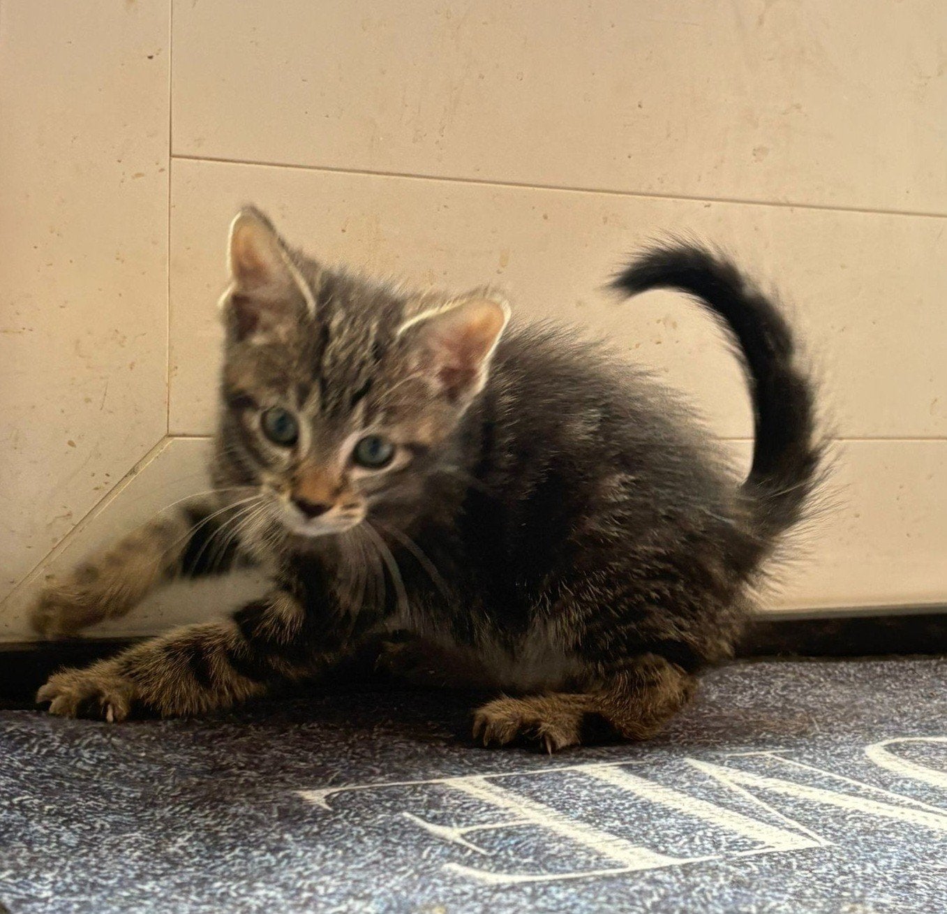 Lieve Kittens te koop, Dieren en Toebehoren, Katten en Kittens | Overige Katten, Meerdere dieren, Kortharig, 0 tot 2 jaar