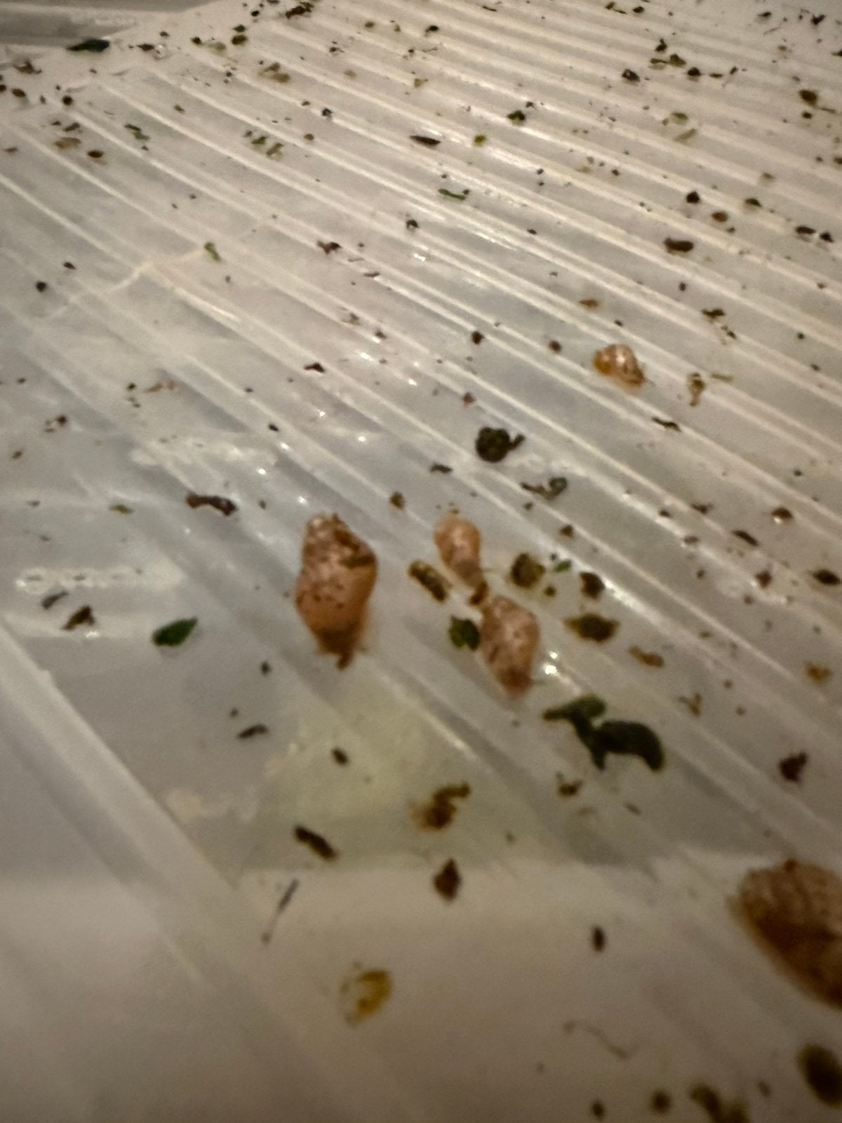 Afrikaanse reuzenslak babys!, Augustus, Meerdere dieren