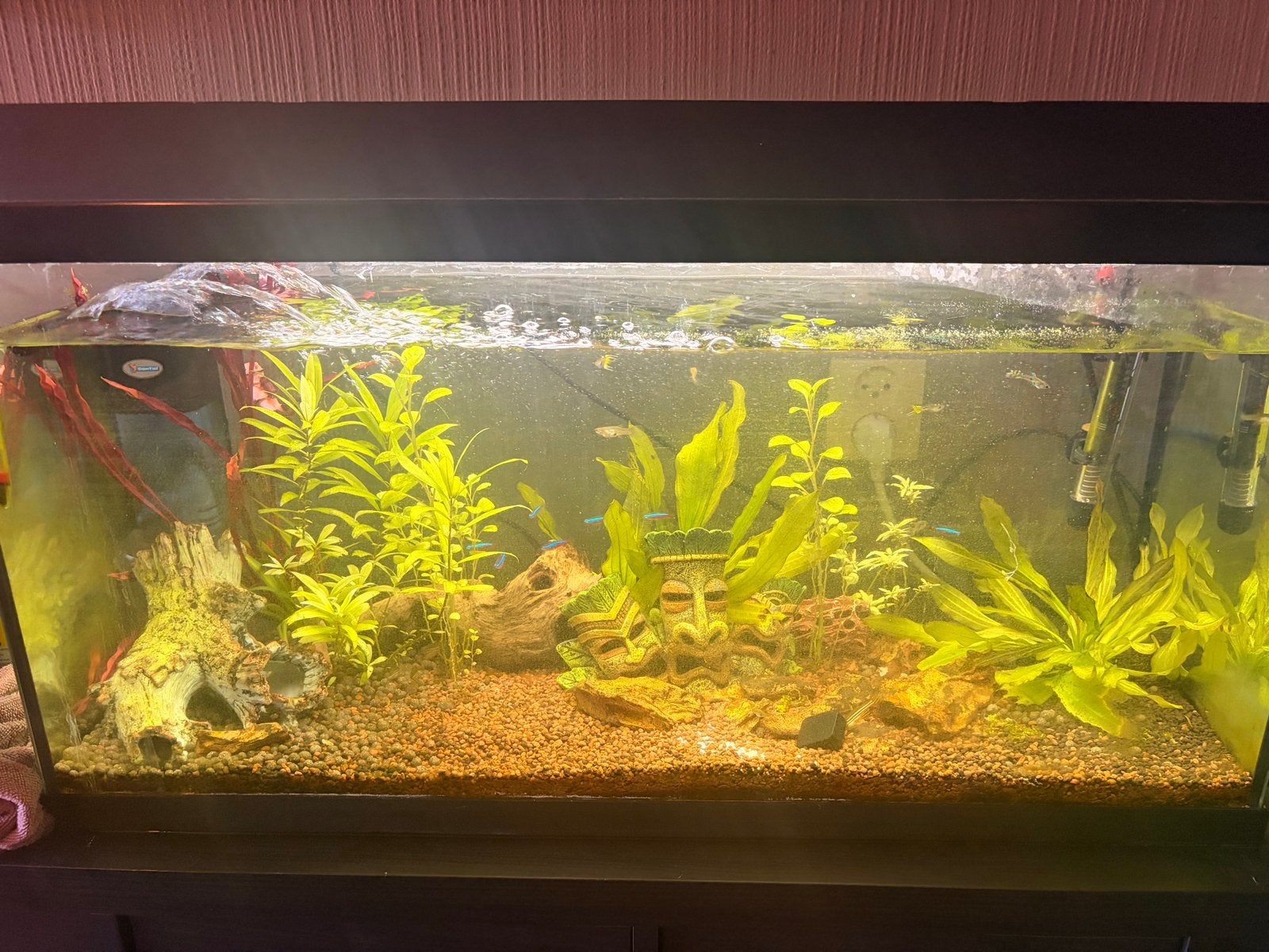 Aquarium, Ophalen, Gebruikt, Overige merken, Gevuld zoetwateraquarium
