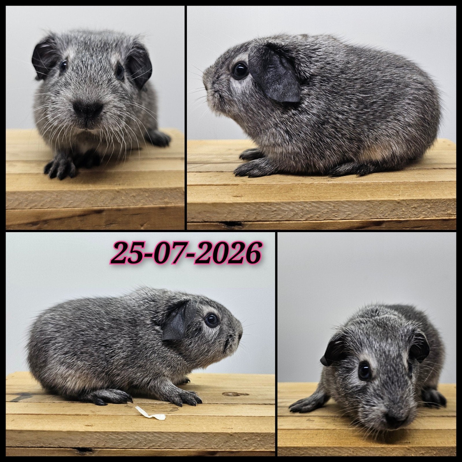 Zilveragouti zeugje, Dieren en Toebehoren, Cavia, Juli, Vrouwelijk, Tam