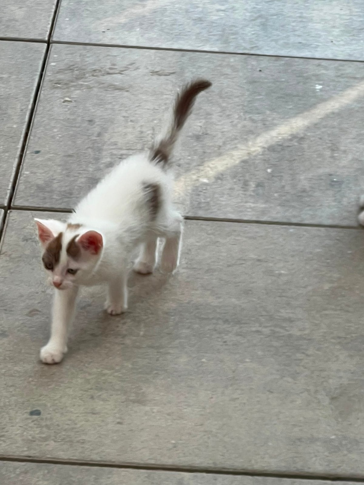 Gratis kitten. 4 kittens aanwezig. Ophalen in Heerlen
