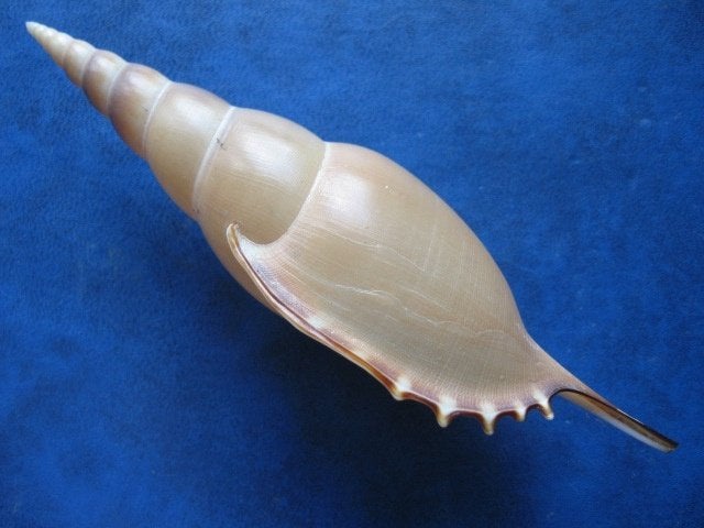Schelpen: Tibia martinii Marrat f++/gem 110-125mm+ m/o, Verzenden, Schelp(en)