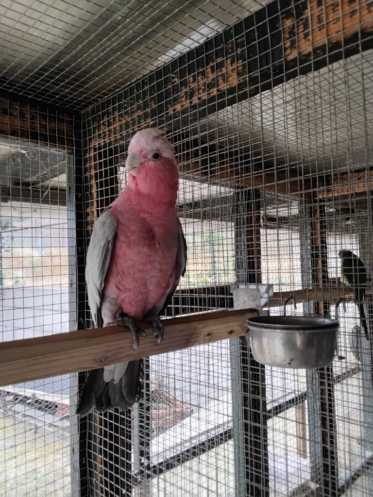 Rose kakatoe, Dieren en Toebehoren, Vogels | Parkieten en Papegaaien, Vrouwelijk, Papegaai, Tam