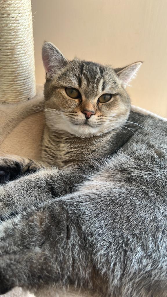 Twee BKH katten, Meerdere dieren, Ontwormd, 0 tot 2 jaar