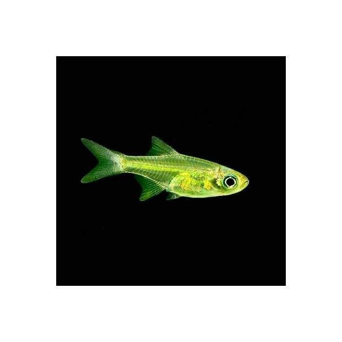 Rasbora kubotai, Dieren en Toebehoren, Vis