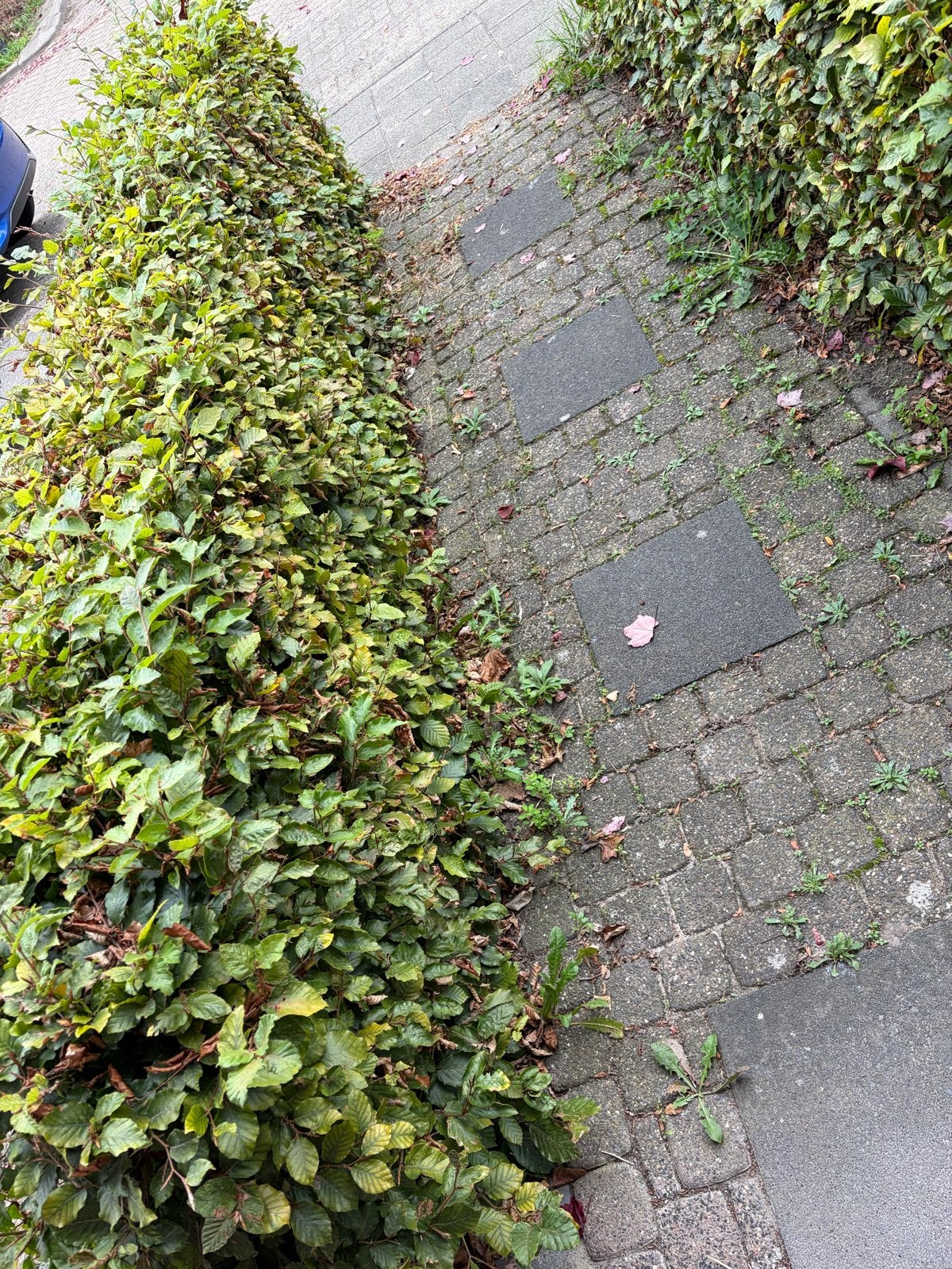 Beukenhaag / Haagbeuk gratis af te halen (15-16m), Tuin en Terras, Ophalen, Vaste plant, Overige soorten