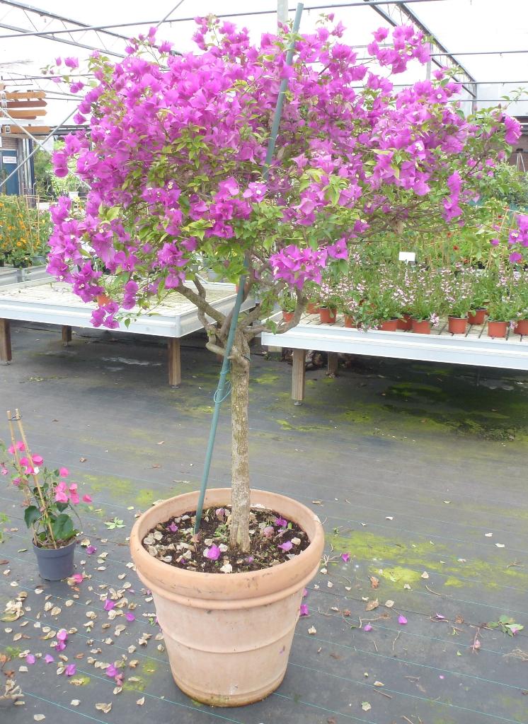bougainvillea, Ophalen, Zomer, Overige soorten, Volle zon