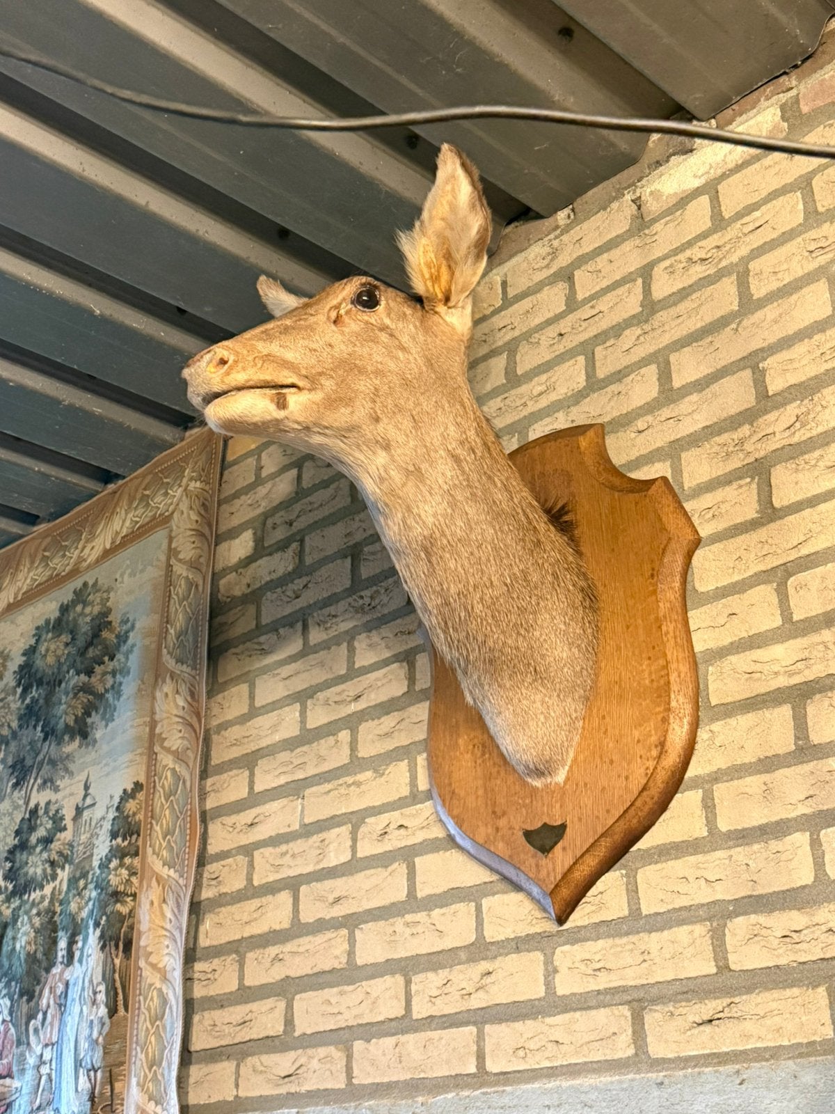 Vintage Edelhert Hertenkop Hinde Taxidermie Frankrijk, Ophalen of Verzenden, Gebruikt, Wild dier, Opgezet dier
