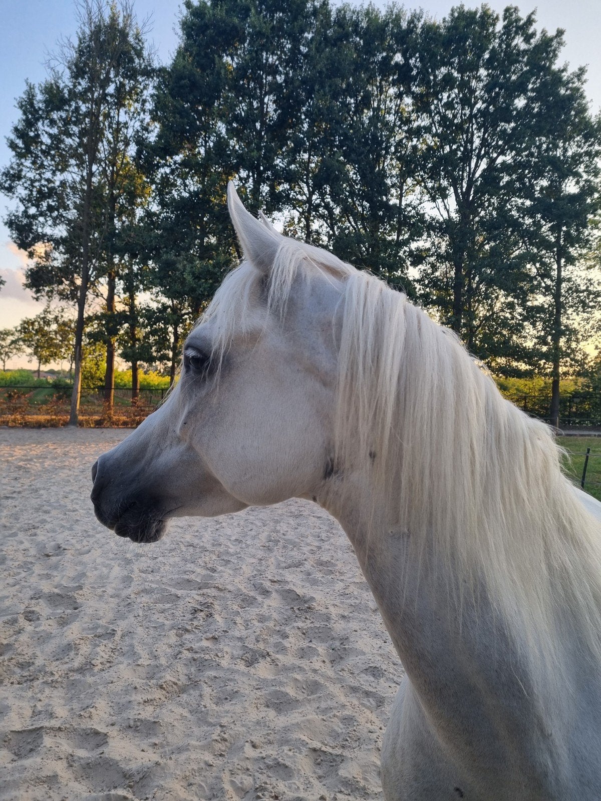 Mooie, vriendelijke 6 jarige D pony ruin, Dieren en Toebehoren, Pony's, Ruin, 3 tot 6 jaar, Recreatiepony, D pony (1.37m tot 1.48m)