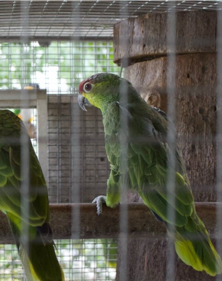 1-1 Amazona Lilacina 2025 te koop, Dieren en Toebehoren