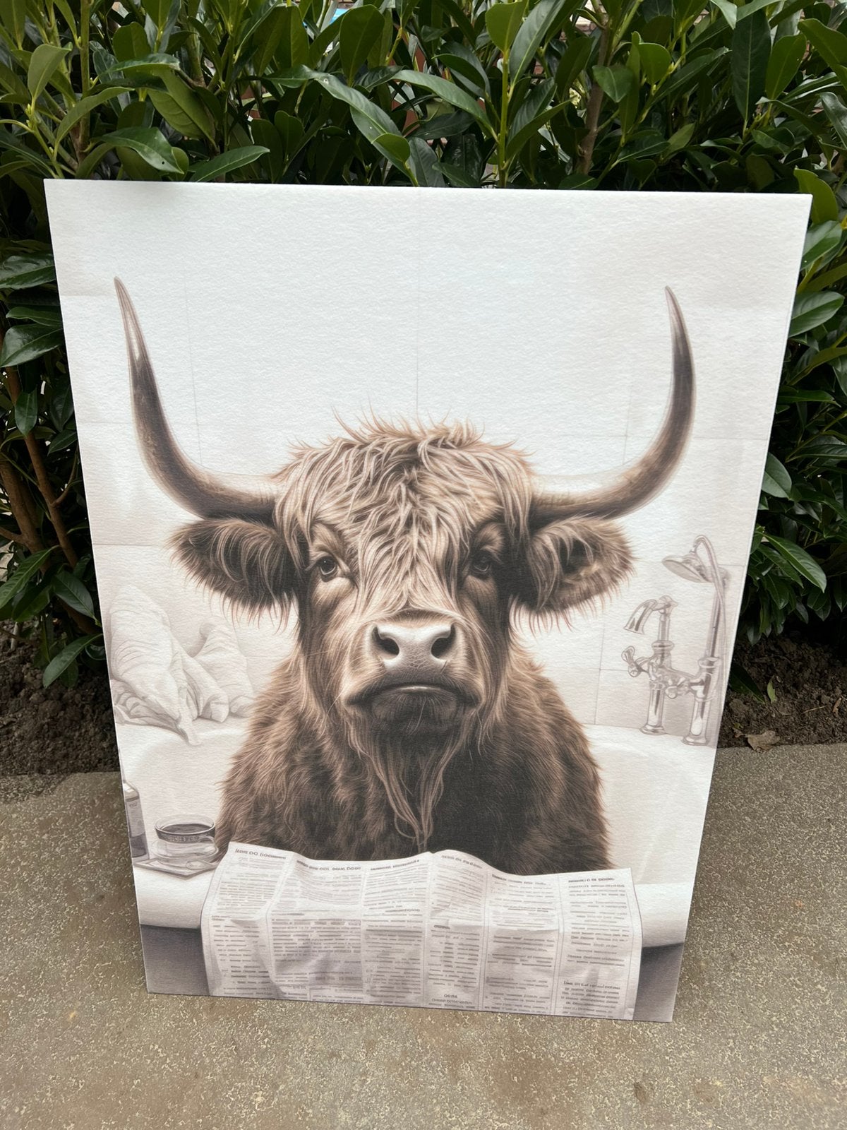 Schotse hooglander akoestisch paneel €20, Ophalen, Nieuw