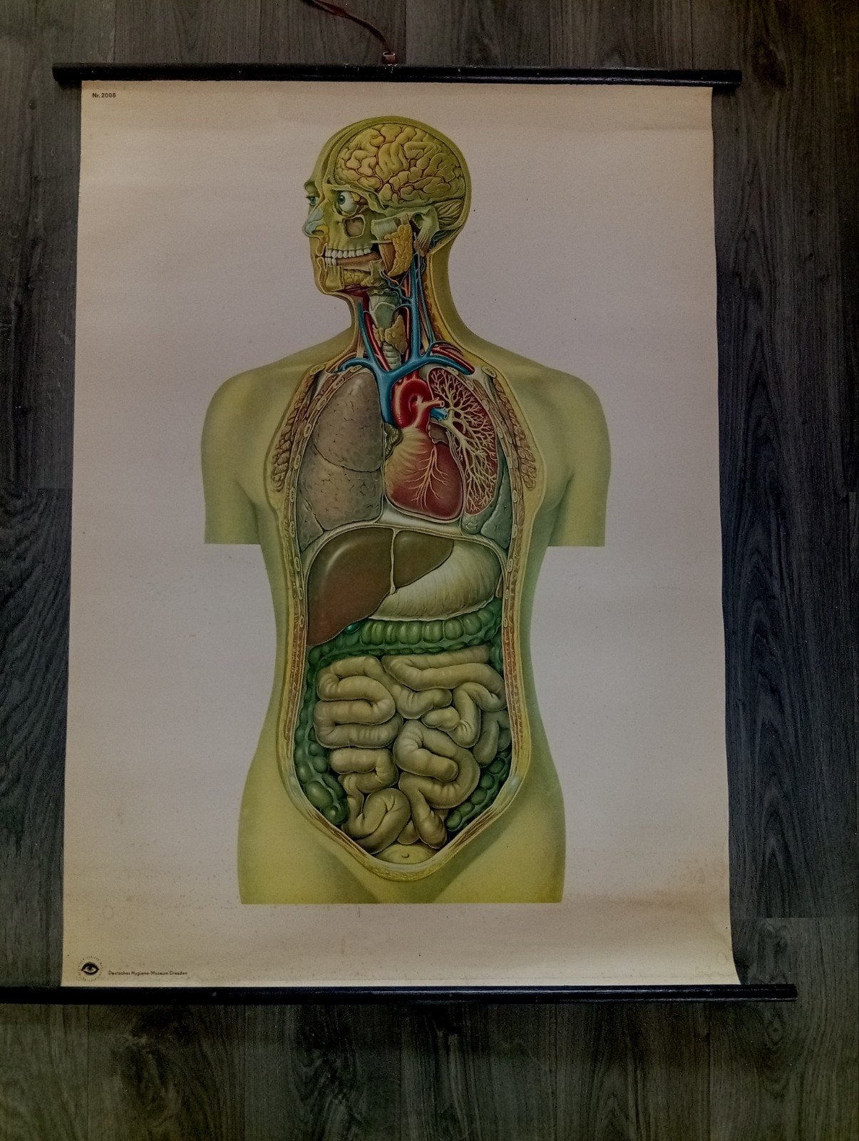Vintage Anatomie Schoolplaat - torso, Ophalen of Verzenden, Natuur en Biologie