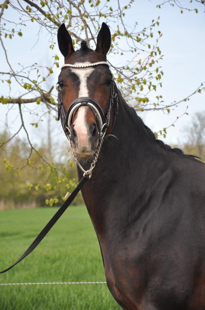 Te koop: 2 drie jarige merries & drie jarige hengst, Dieren en Toebehoren, Paarden, Met stamboom, Dressuurpaard, 3 tot 6 jaar
