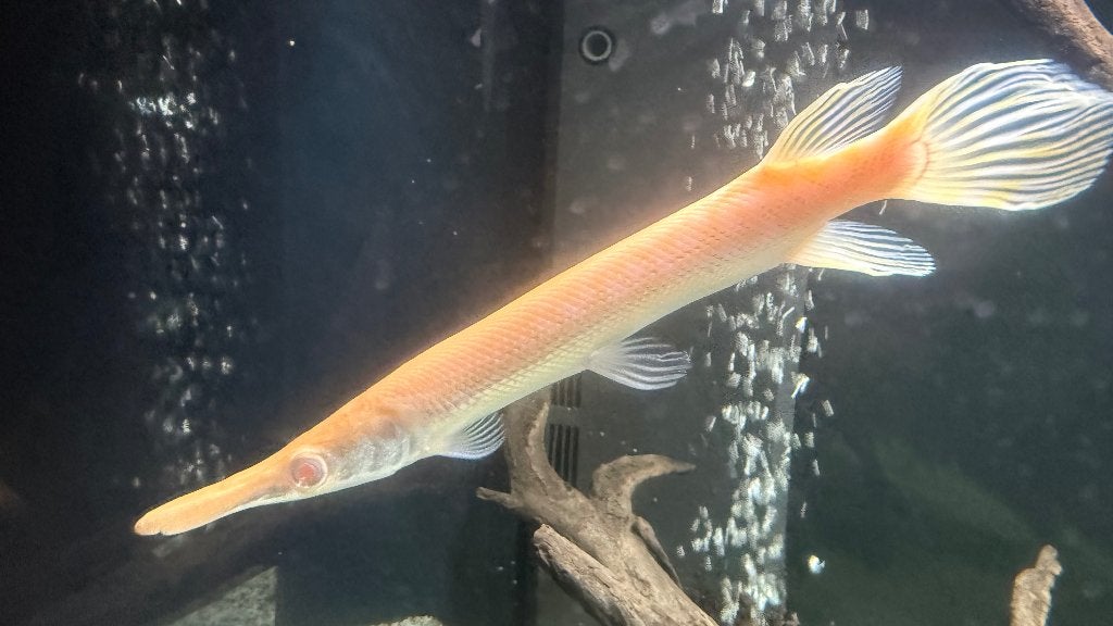 Albino Alligator Gar, Vis, Zoetwatervis