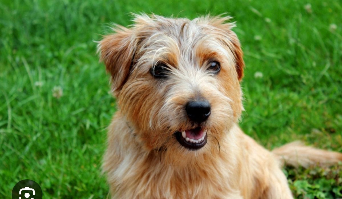 Gezocht: leuke kleine hond, Dieren en Toebehoren, Honden | Niet-rashonden, Geslacht onbekend, Parvo, Eén hond, Klein