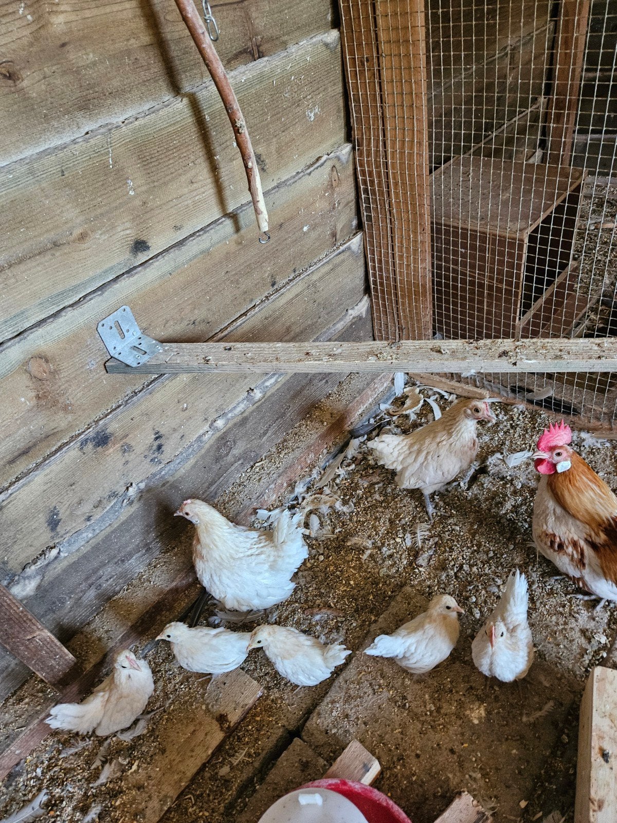 hollandse kriel patrijs en wit patrijs, Dieren en Toebehoren, Pluimvee, Meerdere dieren, Kip