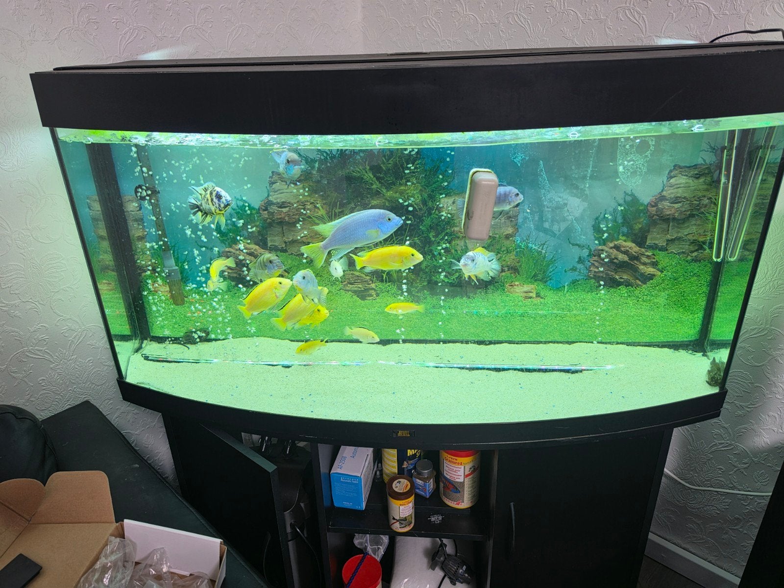 Aquarium juwel 260 met malawi vissen bestand, Ophalen, Verwarming, Zo goed als nieuw, Juwel