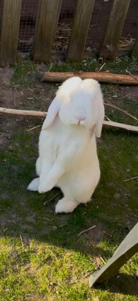 Hangoor dwerg zoekt lieve dame., Mannelijk, Dwerg, Hangoor, 0 tot 2 jaar