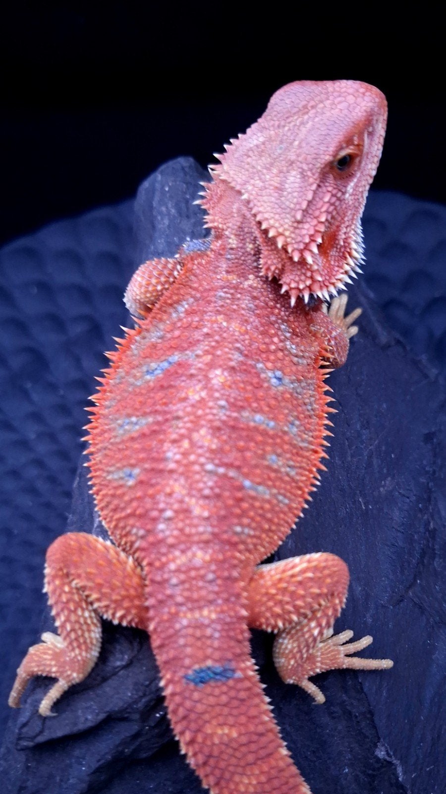 Red HypoTrans Coral G-Stripe Blue Bar Baardagaam man (Uniek) Bearded Dragon photo 2