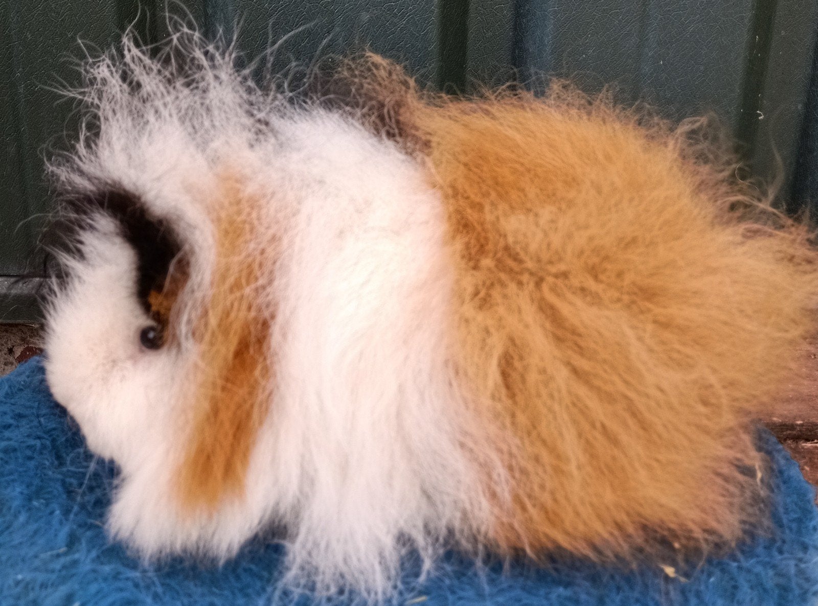 Ch teddy zeugjes, Dieren en Toebehoren, Mei, Vrouwelijk, Cavia