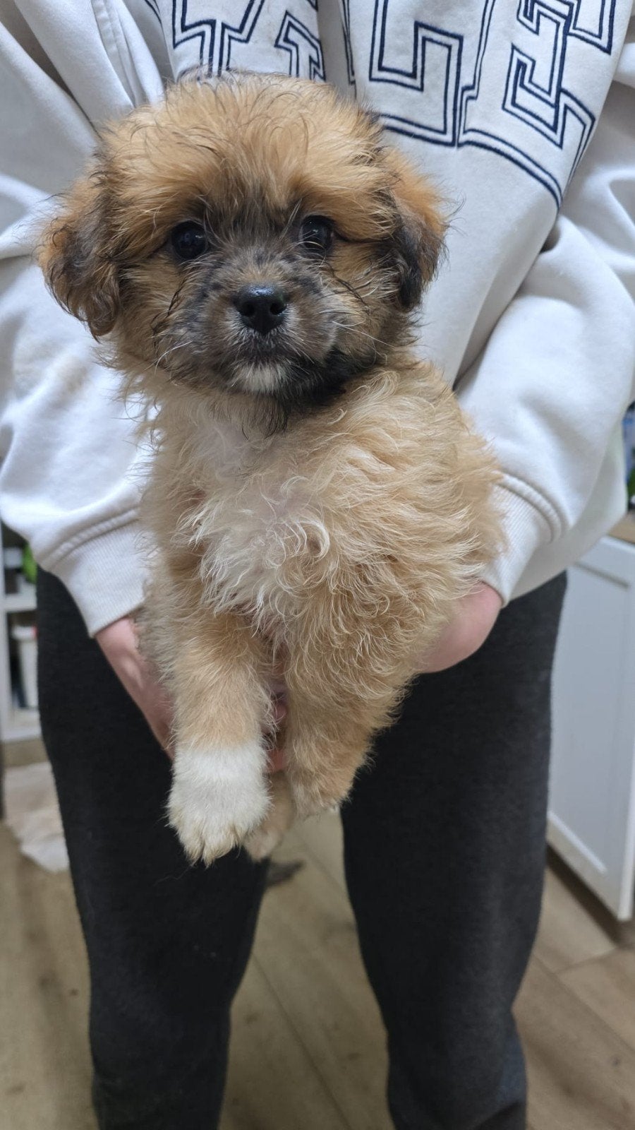 Super lieve en actieve pompoo puppies, Dieren en Toebehoren, Honden | Chihuahua's en Gezelschapshonden, 15 weken tot 1 jaar, Meerdere