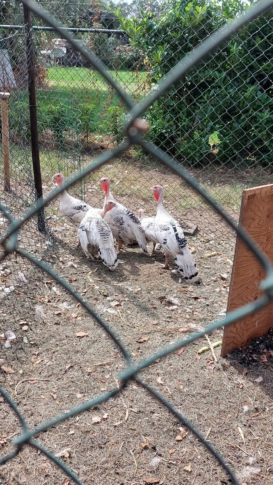 kalkoenen ronquiere, Dieren en Toebehoren, Pluimvee, Meerdere dieren, Kalkoen