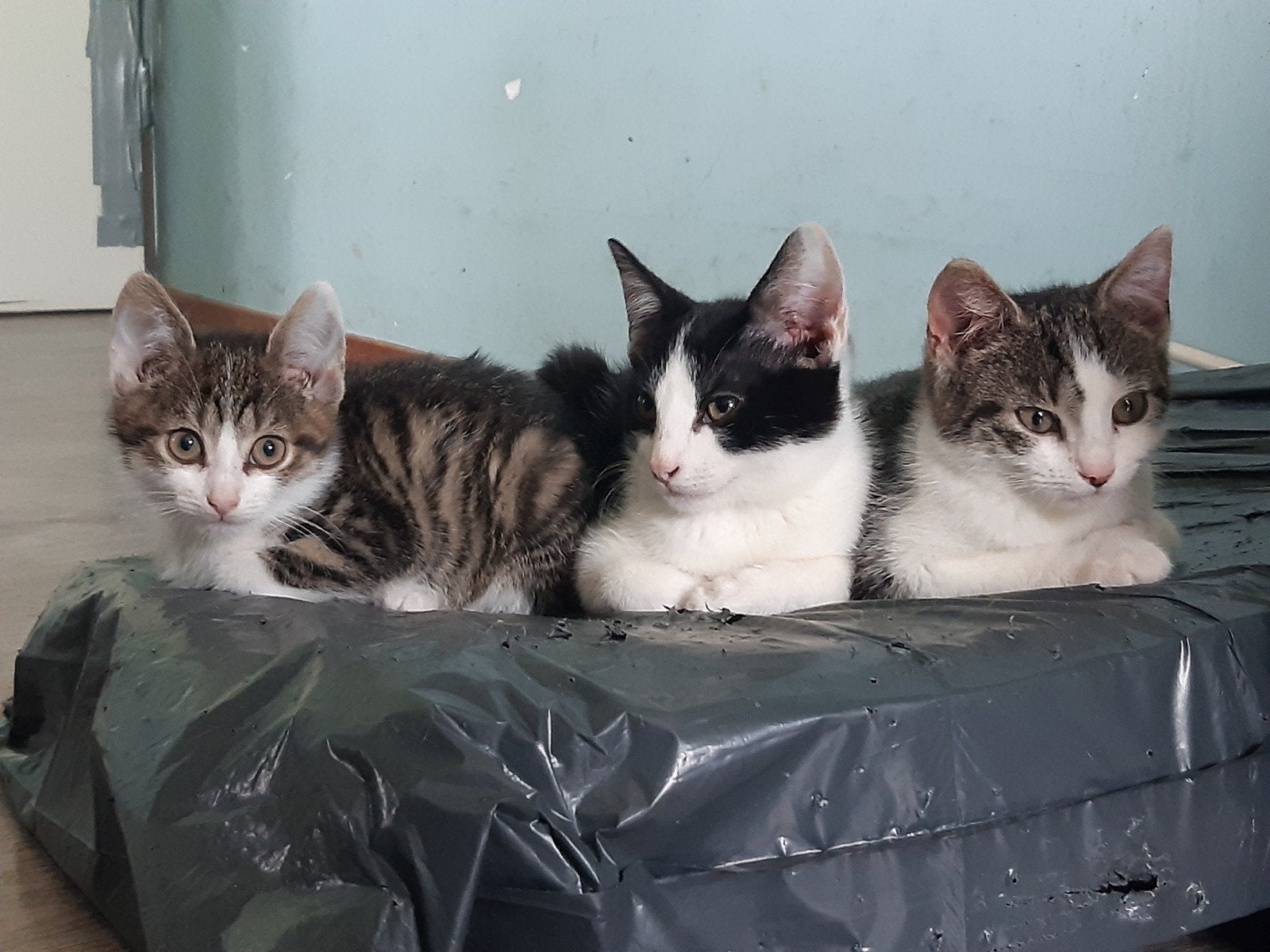 Lieverds zoeken een fijne plek, Dieren en Toebehoren, Katten en Kittens | Overige Katten, Meerdere dieren