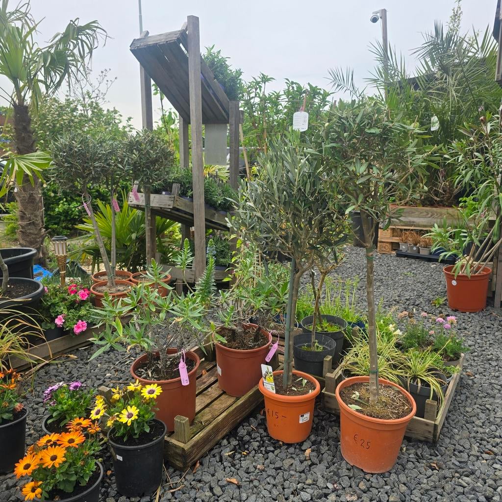 Stekjes, Planten & Pure Honing  verkoop kraam Drachten, Tuin en Terras, Planten | Bomen, Ophalen of Verzenden, Volle zon, Overige soorten