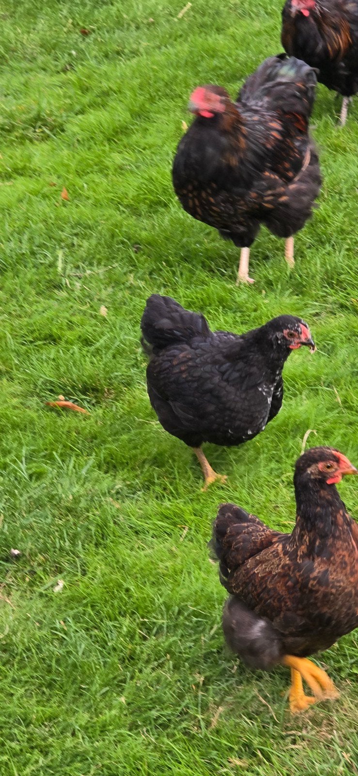 2 mooie kuikens 7 weken oud, Geslacht onbekend, Kip
