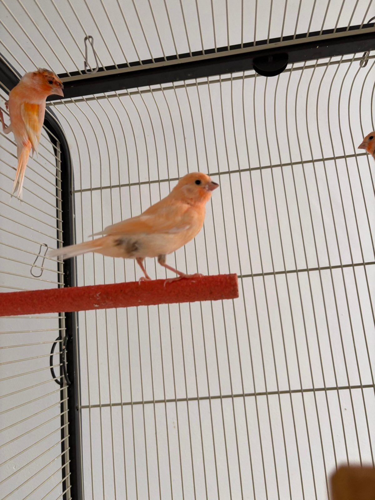 Harlekijn Kanarie  3 jongen van 12/05/2026, Dieren en Toebehoren, Vogels | Kanaries, Meerdere dieren